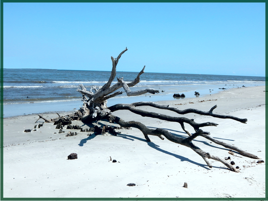 hilton head island beach driftwood